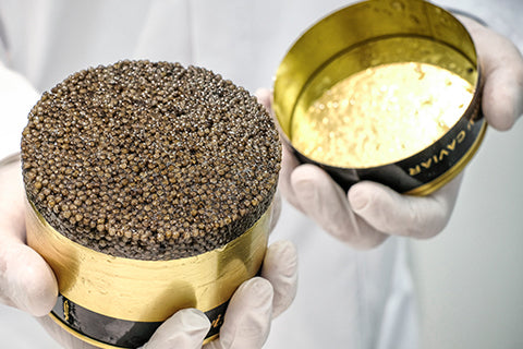 Beluga Royal Caviar